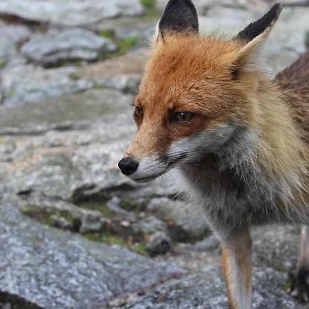 Chalupa Strba * Csorba