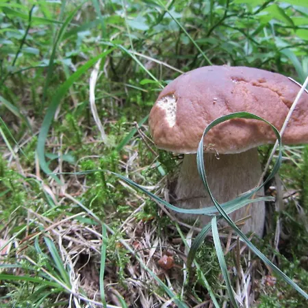 Chalupa Strba Nyaraló *