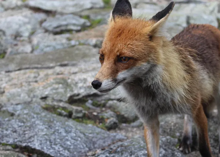 Chalupa Strba * Štrba