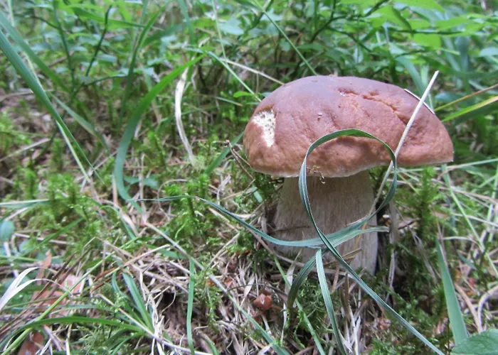 Chalupa Strba Casa de Férias *