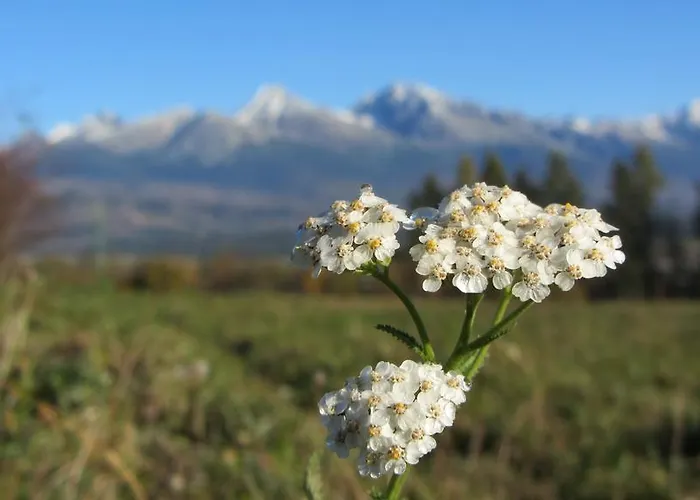 度假居 Chalupa Strba Štrba